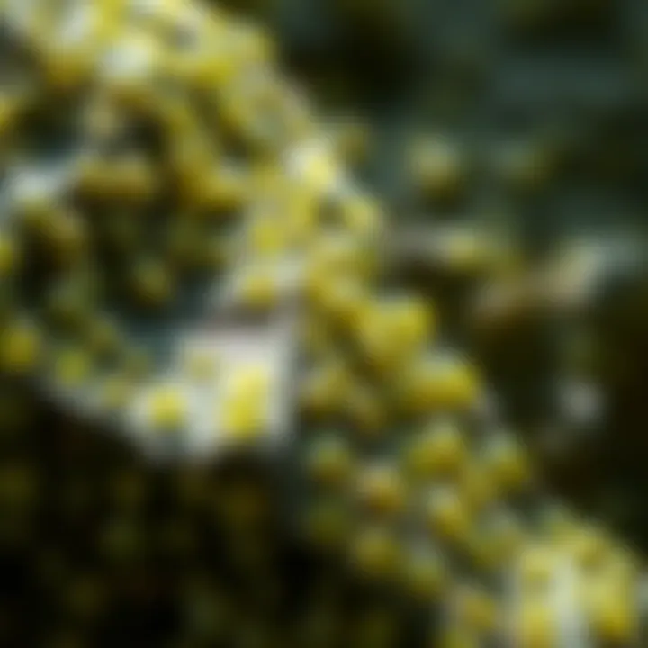 Geological Formation of Peridot Deposits Geological formation showcasing peridot deposits