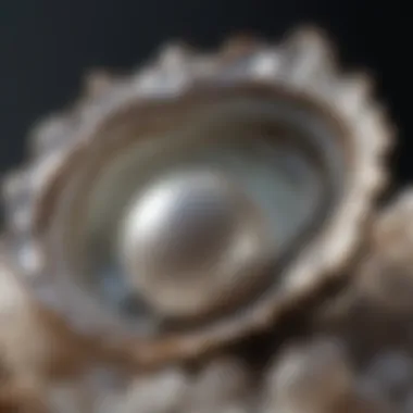 Illustration of Pearl Formation Illustration of pearl formation inside an oyster