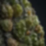Close-up of genuine moldavite displaying unique texture and color variations
