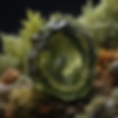 Inclusions and Natural Formations in Genuine Moldavite Magnified image of moldavite showing inclusions and natural formations