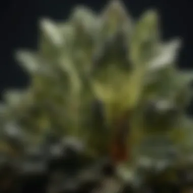 Raw Moldavite: Nature's Cosmic Artistry Close-up view of raw Moldavite showcasing its unique texture and color variations
