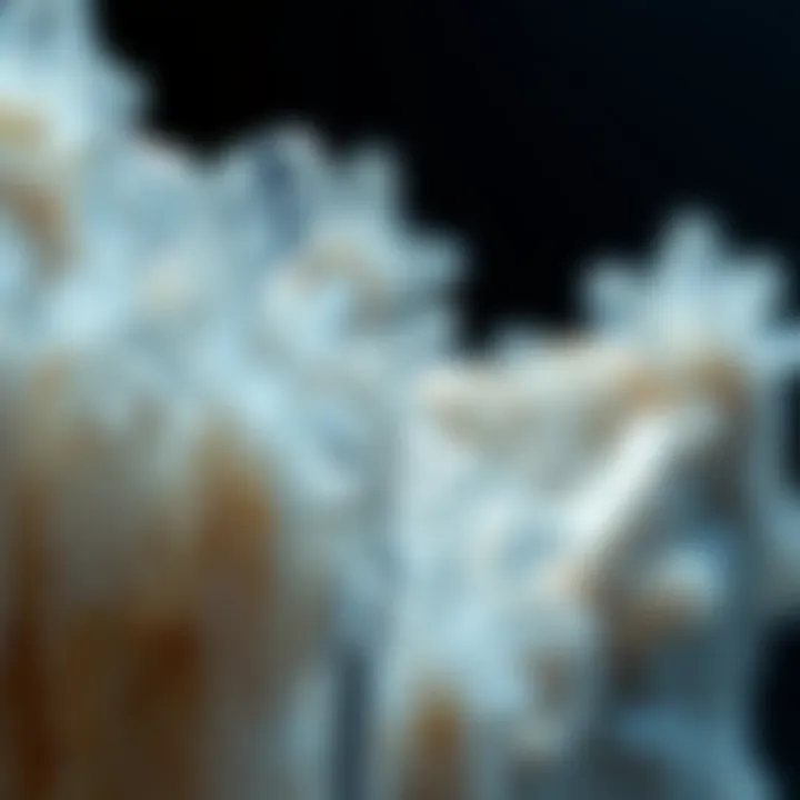 Close-up view of intricate crystal formations
